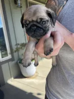 Fawn male, a male Pug for sale in Rogue River, OR – 4 of 8