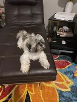 Bear, a male Shih Tzu for sale in Davenport, IA – Photo 2 of 4