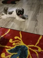 Bear, a male Shih Tzu for sale in Davenport, IA – Photo 1 of 4