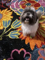 Bear, a male Shih Tzu for sale in Davenport, IA – Photo 3 of 4