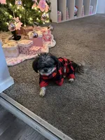 Bear, a male Shih Tzu for sale in Davenport, IA – Photo 4 of 4