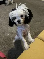 Bella, a female Bichon Frise and Shih Tzu for sale in Davenport, IA – Photo 1 of 2