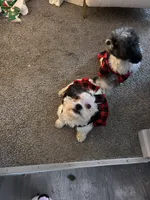 Bella, a female Bichon Frise and Shih Tzu for sale in Davenport, IA – Photo 2 of 2