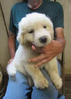 Red Color All White Male, a male Great Pyrenees for sale in Alma, WV – 9 of 10