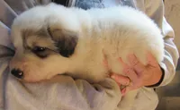 Orange Collar Badger Face Male, a male Great Pyrenees for sale in Alma, WV – 6 of 7