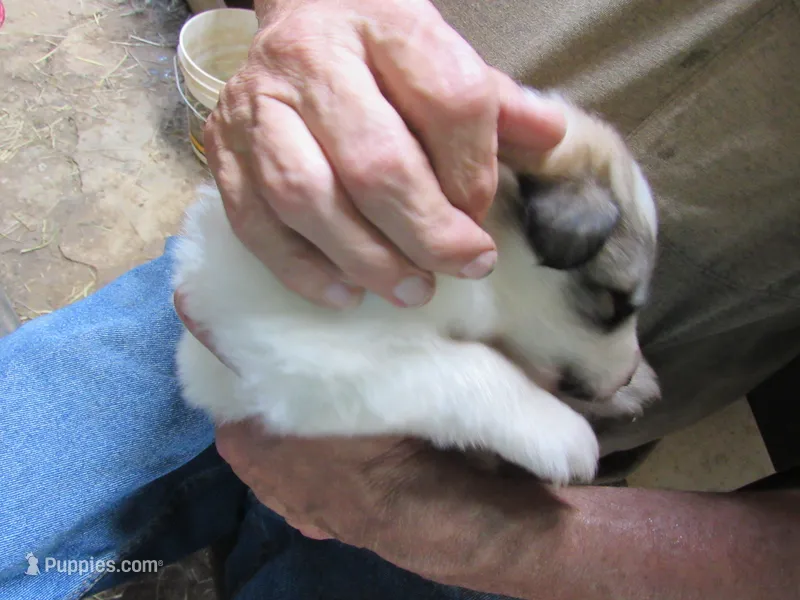 Lime Collar Badger face Male – Great Pyrenees puppy for sale in Alma, WV