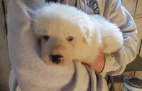 Red Color All White Male, a male Great Pyrenees for sale in Alma, WV – 3 of 10
