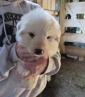 Red Color All White Male, a male Great Pyrenees for sale in Alma, WV – 2 of 10