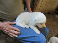 Red Color All White Male, a male Great Pyrenees for sale in Alma, WV – 3 of 5