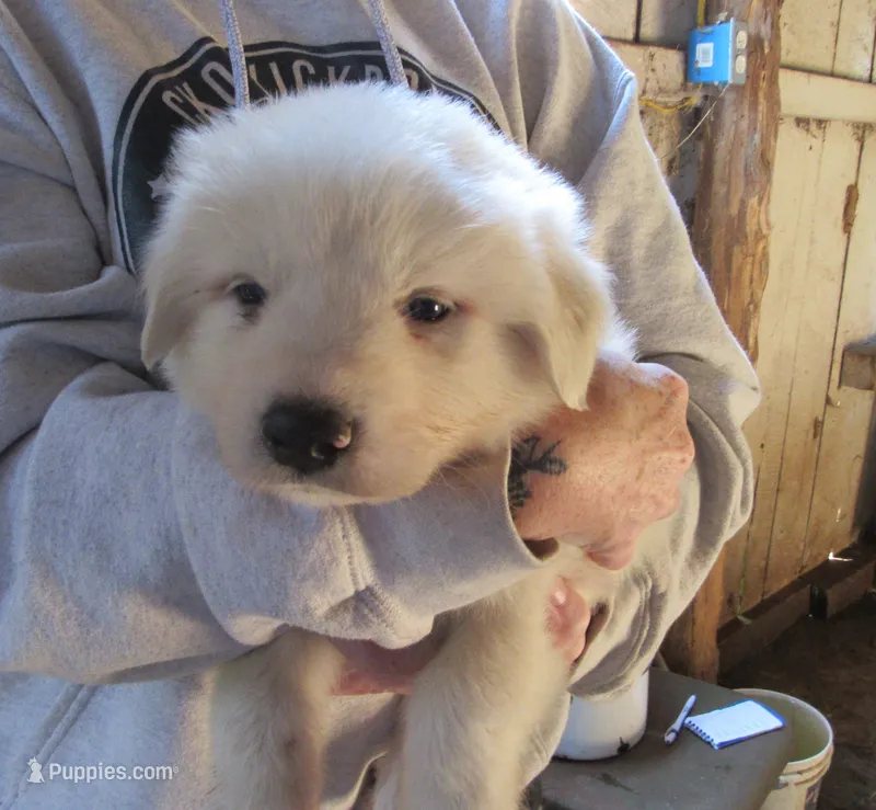 Blue Collar Male – Great Pyrenees puppy for sale in Alma, WV