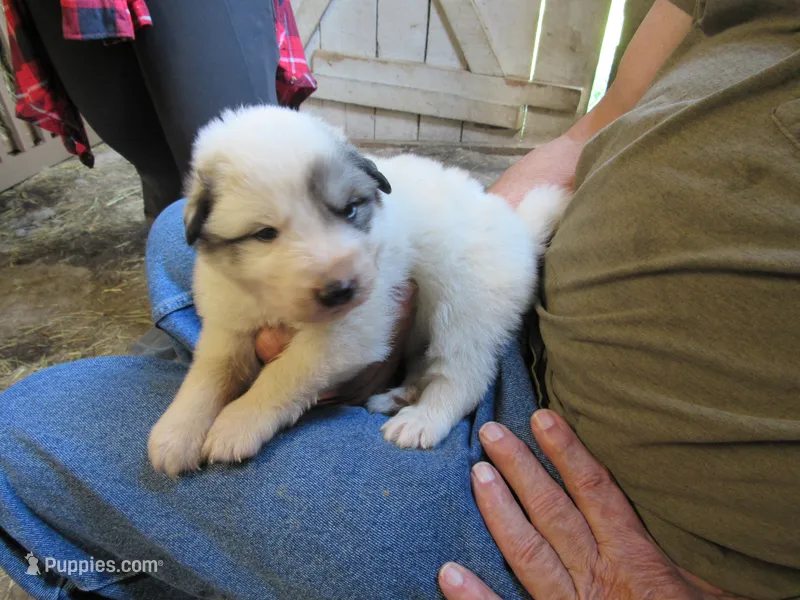 Orange Collar Badger Face Male – Great Pyrenees puppy for sale in Alma, WV
