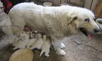 Red Color All White Male, a male Great Pyrenees for sale in Alma, WV – 4 of 5