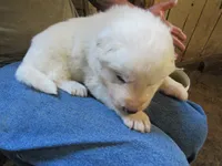 Red Color All White Male, a male Great Pyrenees for sale in Alma, WV – 2 of 5