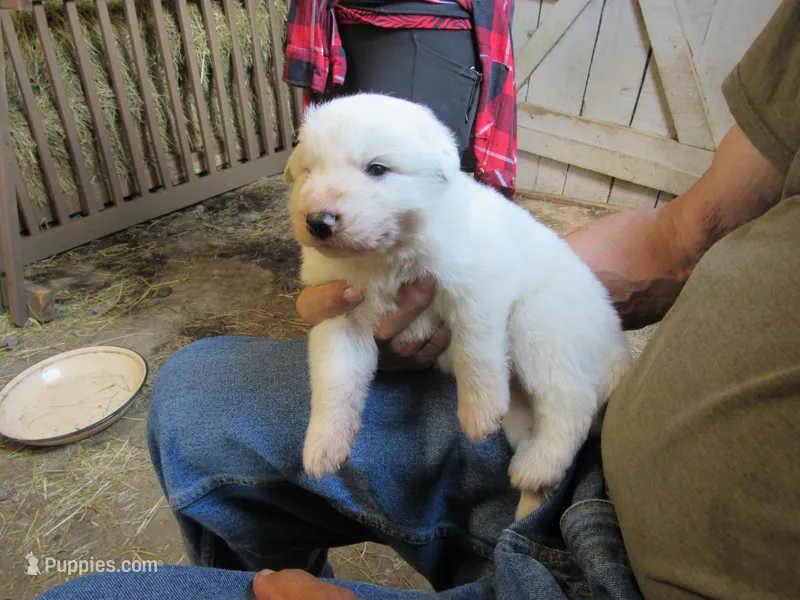 Red Color All White Male – Great Pyrenees puppy for sale in Alma, WV