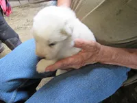 Pink Collar Badger Face Female, a female Great Pyrenees for sale in Alma, WV – 2 of 4