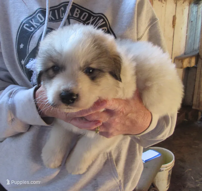 Lime Collar Badger face Male – Great Pyrenees puppy for sale in Alma, WV