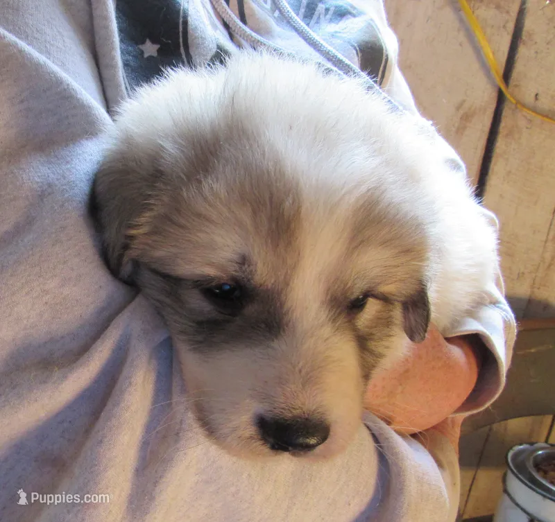 Pink Collar Badger Face Female – Great Pyrenees puppy for sale in Alma, WV