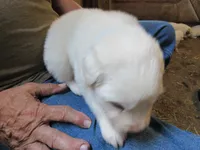Blue Collar Male, a male Great Pyrenees for sale in Alma, WV – 2 of 4