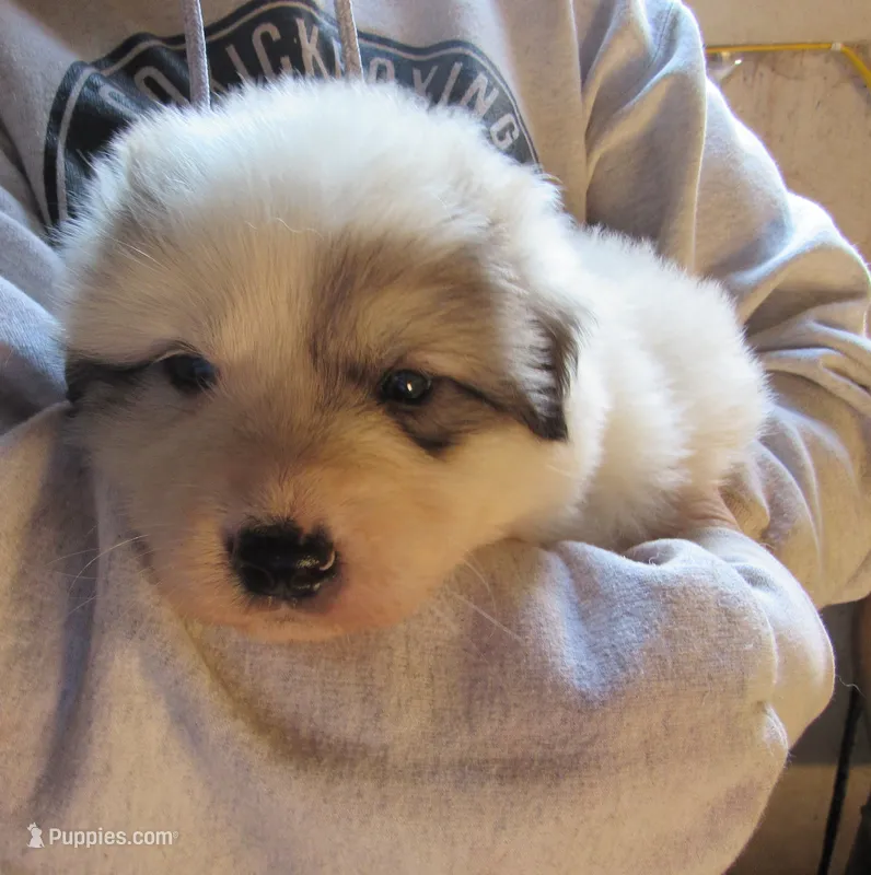 Orange Collar Badger Face Male – Great Pyrenees puppy for sale in Alma, WV