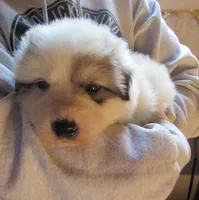 Orange Collar Badger Face Male, a male Great Pyrenees for sale in Alma, WV – 1 of 7