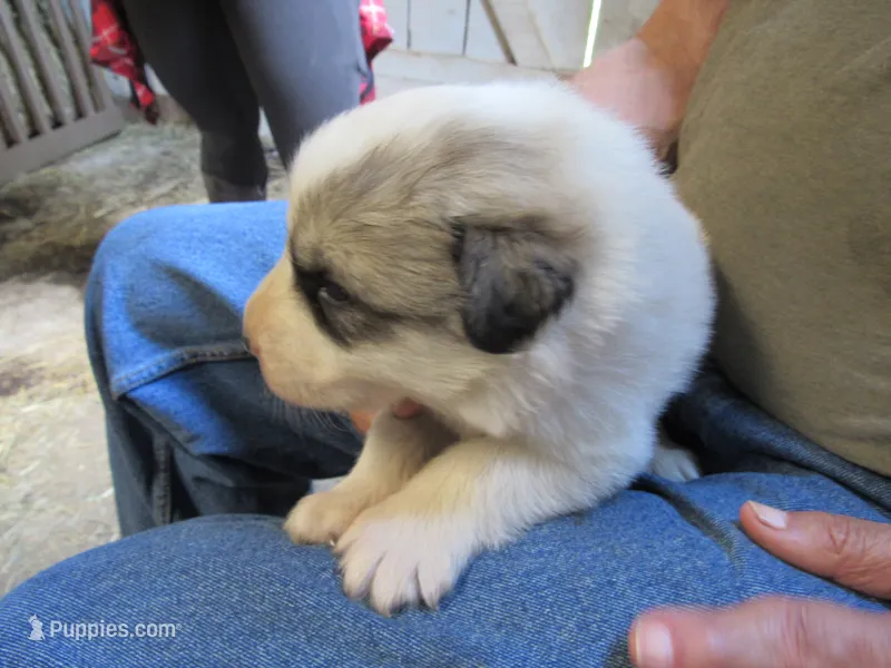 Green Collar Badger face Male – Great Pyrenees puppy for sale in Alma, WV