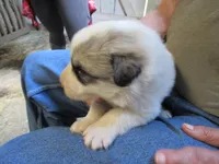 Green Collar Badger face Male, a male Great Pyrenees for sale in Alma, WV – 1 of 5