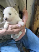 Pink Collar Badger Face Female, a female Great Pyrenees for sale in Alma, WV – 1 of 4