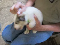 Lime Collar Badger face Male, a male Great Pyrenees for sale in Alma, WV – 3 of 3
