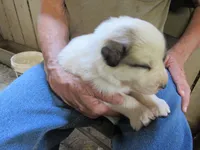 Green Collar Badger face Male, a male Great Pyrenees for sale in Alma, WV – 2 of 5