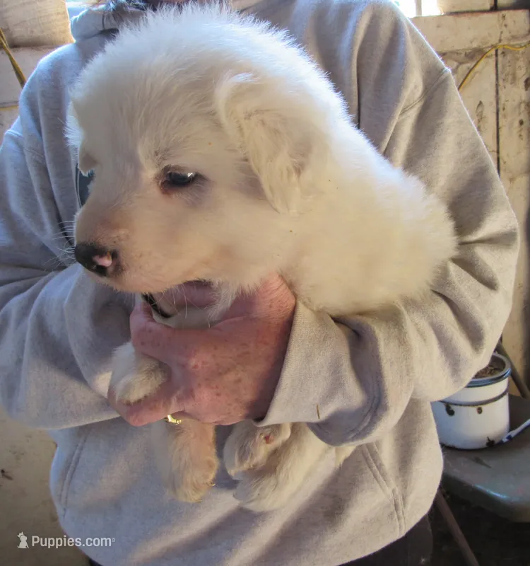 Red Color All White Male – Great Pyrenees puppy for sale in Alma, WV