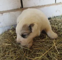 Badger Face Male Blue Collar, a male Great Pyrenees for sale in Alma, WV – Photo 2 of 5