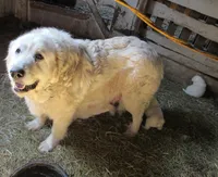 Badger Face Male Blue Collar, a male Great Pyrenees for sale in Alma, WV – Photo 4 of 5