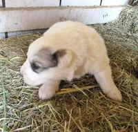 Badger Face Male Blue Collar, a male Great Pyrenees for sale in Alma, WV – Photo 3 of 5
