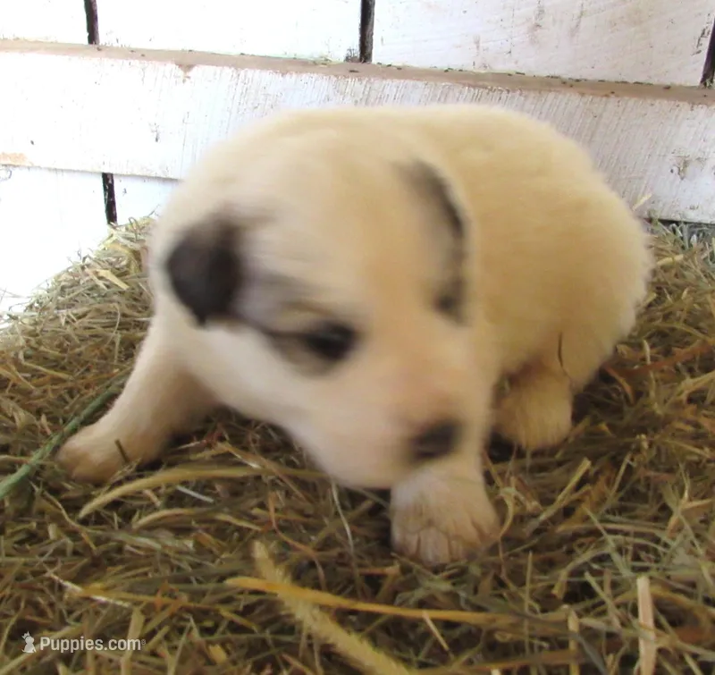 Badger Face Male Blue Collar – Great Pyrenees puppy for sale in Alma, WV