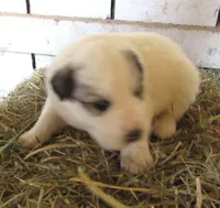 Badger Face Male Blue Collar, a male Great Pyrenees for sale in Alma, WV – Photo 1 of 5