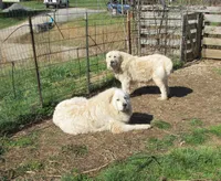 Red Color All White Male, a male Great Pyrenees for sale in Alma, WV – 5 of 5