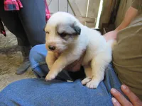 Orange Collar Badger Face Male, a male Great Pyrenees for sale in Alma, WV – 2 of 4