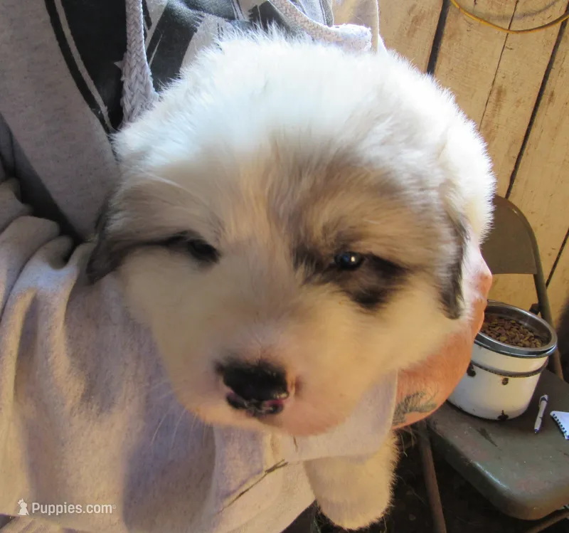Green Collar Badger face Male – Great Pyrenees puppy for sale in Alma, WV
