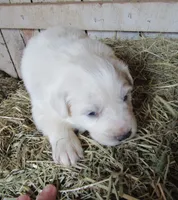 White Red Collar Female, a female Great Pyrenees for sale in Alma, WV – Photo 3 of 5
