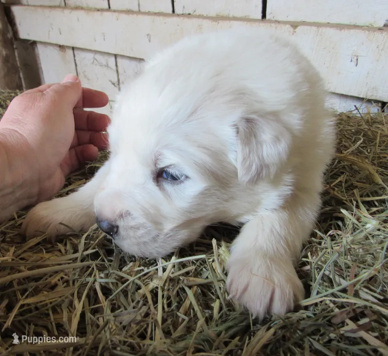 White Red Collar Female – Great Pyrenees puppy for sale in Alma, WV