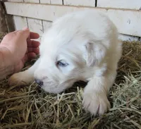 White Red Collar Female, a female Great Pyrenees for sale in Alma, WV – Photo 1 of 5