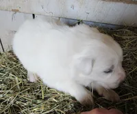 White Red Collar Female, a female Great Pyrenees for sale in Alma, WV – Photo 2 of 5