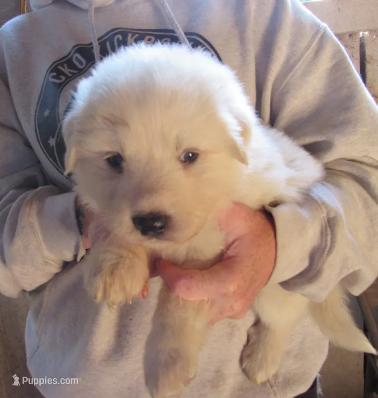 Yellow Collar All white Female – Great Pyrenees puppy for sale in Alma, WV