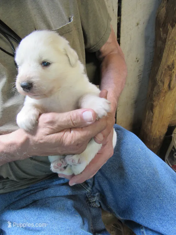 Yellow Collar All white Female – Great Pyrenees puppy for sale in Alma, WV
