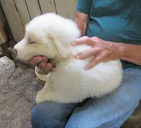 Red Color All White Male, a male Great Pyrenees for sale in Alma, WV – 10 of 10