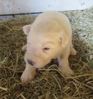 White Male Purple Collar, a male Great Pyrenees for sale in Alma, WV – Photo 1 of 6