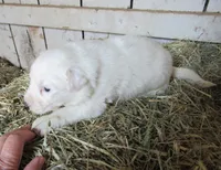 White Male Purple Collar, a male Great Pyrenees for sale in Alma, WV – Photo 3 of 6