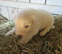 White Male Purple Collar, a male Great Pyrenees for sale in Alma, WV – Photo 4 of 6