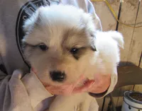 Orange Collar Badger Face Male, a male Great Pyrenees for sale in Alma, WV – 7 of 7