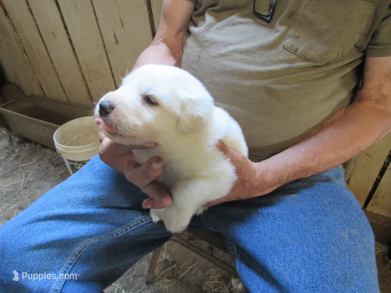 Blue Collar Male – Great Pyrenees puppy for sale in Alma, WV